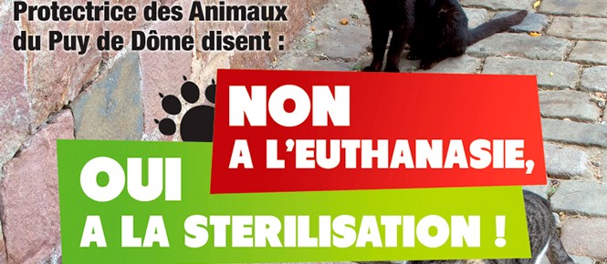Chats - Ville de Volvic
