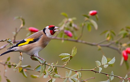 Biodiversité