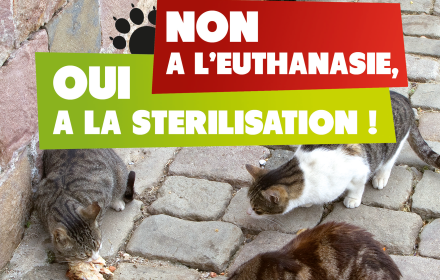 Campagne de stérilisation chats
